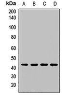 Anti-EIF3G Antibody