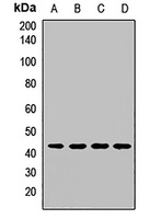 EIF3G antibody