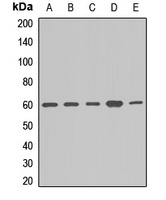 Anti-APPBP1 Antibody
