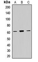 P4HA2 antibody