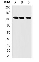 Anti-LONP1 Antibody