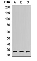 Anti-GS27 Antibody
