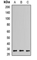 GOSR2 antibody