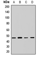 Anti-EIF4A3 Antibody