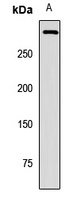 Anti-PIEZO1 Antibody