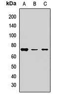 Anti-Harmonin Antibody