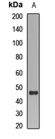 Anti-CRTAP Antibody