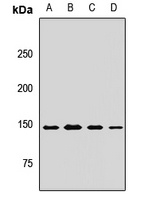 Anti-MYBBP1A Antibody