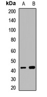 ADRM1 antibody