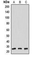 NUDT21 antibody