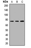 Anti-GTPBP4 Antibody