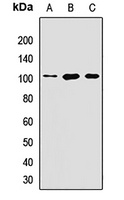 SLC39A6 antibody