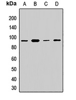Anti-APPL1 Antibody