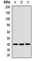 Anti-Tropomodulin-3 Antibody