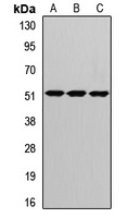 Anti-CRBN Antibody
