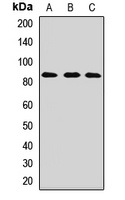 HOOK1 antibody