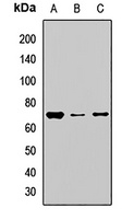 Anti-NOP58 Antibody