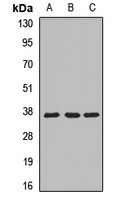 MRPL1 antibody