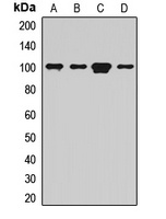 Anti-GFM1 Antibody