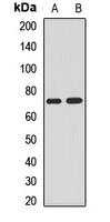 NEDD1 antibody