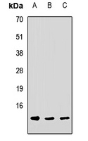 Anti-DNAJC19 Antibody