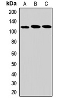 Anti-DHX36 Antibody