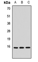 Anti-CISD2 Antibody