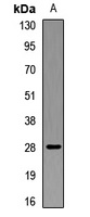 Anti-MOG Antibody
