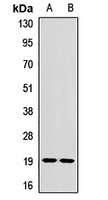 GP9 antibody