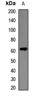 Anti-ID3 Antibody