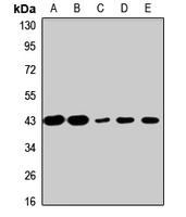 PA2G4 antibody