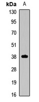 PAX4 antibody