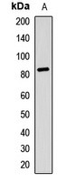 Anti-RSK2 Antibody
