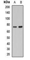 Anti-Histidine Decarboxylase Antibody
