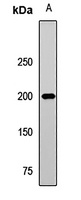 Anti-DNMT1 Antibody