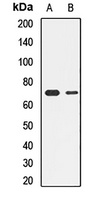 Anti-NRF1 Antibody