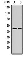 FZR1 antibody