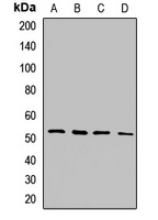 Anti-MLKL Antibody