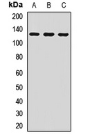 Anti-AREB6 Antibody