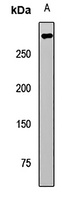 Anti-TET2 Antibody