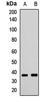 FUT2 antibody