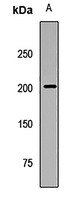Anti-TOPBP1 Antibody