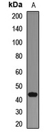 NEIL1 antibody