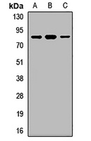 Anti-RhoT1 Antibody