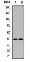 Anti-MRPS30 Antibody