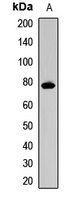 FBXW7 antibody