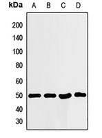 ILF2 antibody
