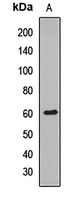 Anti-TRIM69 Antibody