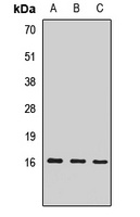 Anti-EIF1AX Antibody