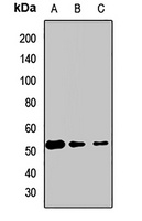 ETF1 antibody